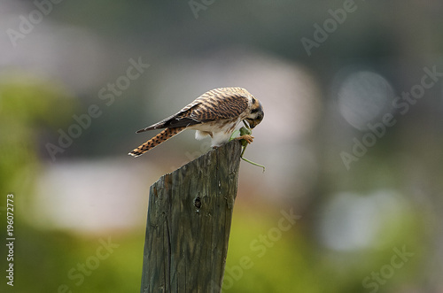 American Kestrel (Falco sparverius) perched on a post feeding on a large grasshopper, San Juan Cosala, Jalisco, Mexico photo