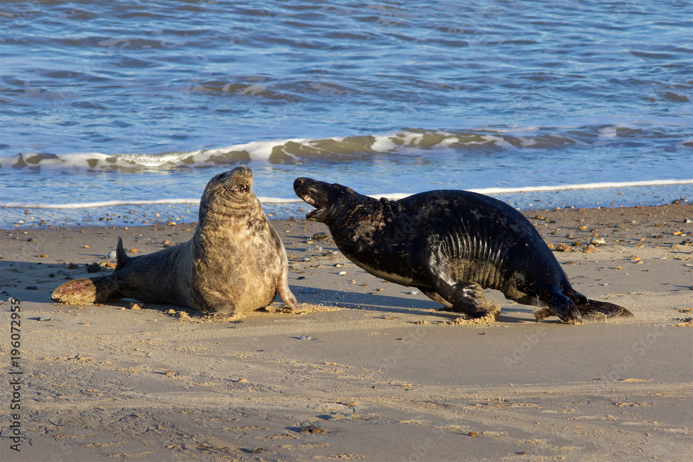 Fototapeta premium Grey Seals, Halichoerus grypus, fighting at the breeding grounds in North Norfolk.