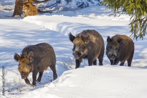 Wild boar shot in a snow-covered winter forest.
