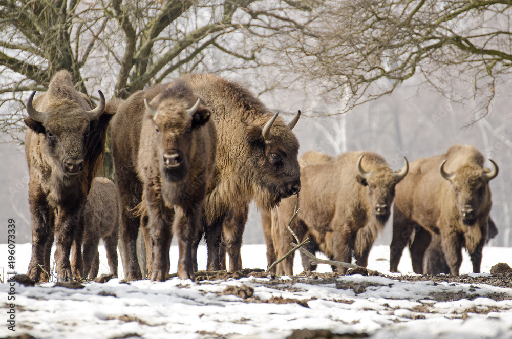 European Bison, Bison bonasus, Visent, herbivore in winter, herd, Slovakia European Bison, Bison bonasus, Visent, herbivore in winter, herd, Slovakia