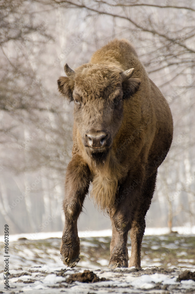 European Bison, Bison bonasus, Visent, herbivore in winter, herd, Slovakia European Bison, Bison bonasus, Visent, herbivore in winter, herd, Slovakia