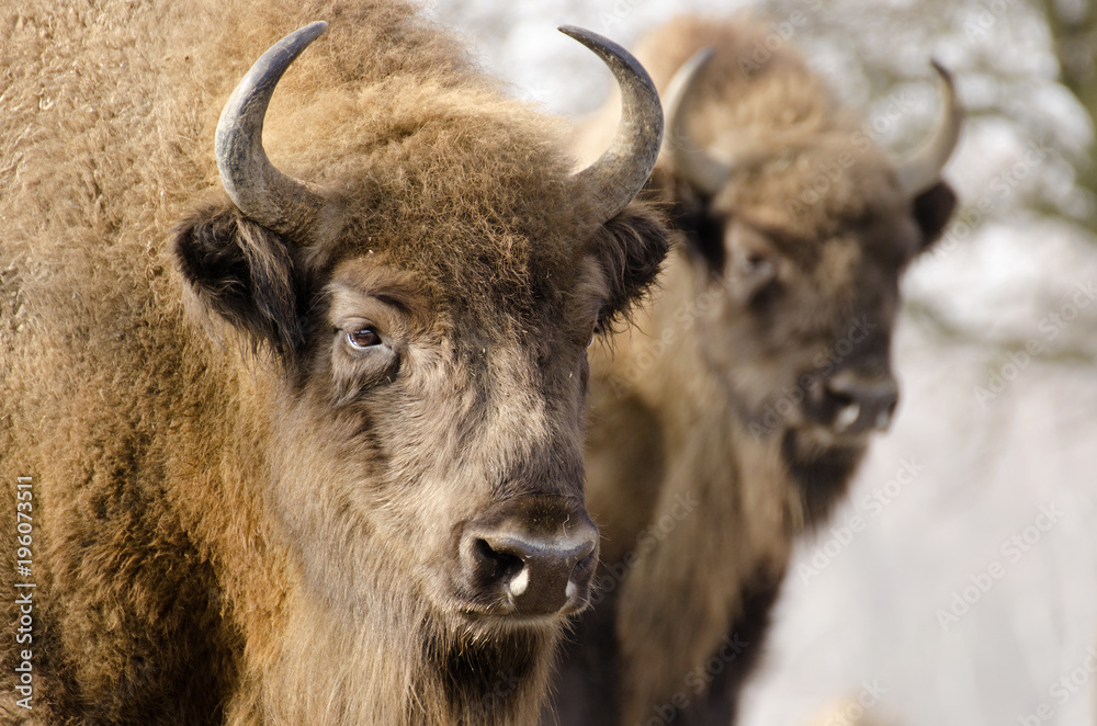 European Bison, Bison bonasus, Visent, herbivore in winter, herd, Slovakia European Bison, Bison bonasus, Visent, herbivore in winter, herd, Slovakia