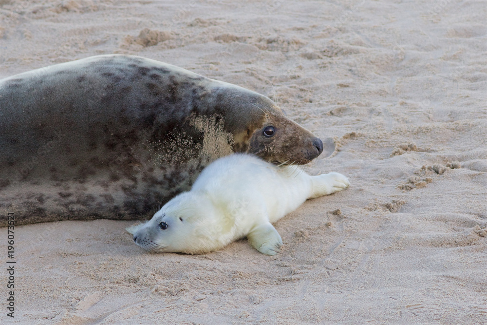 Newly born Grey Seal pup, Halichoerus grypus, with its mum at the breeding grounds in North Norfolk. Newly born Grey Seal pup, Halichoerus grypus, with its mum at the breeding grounds in North Norfolk.