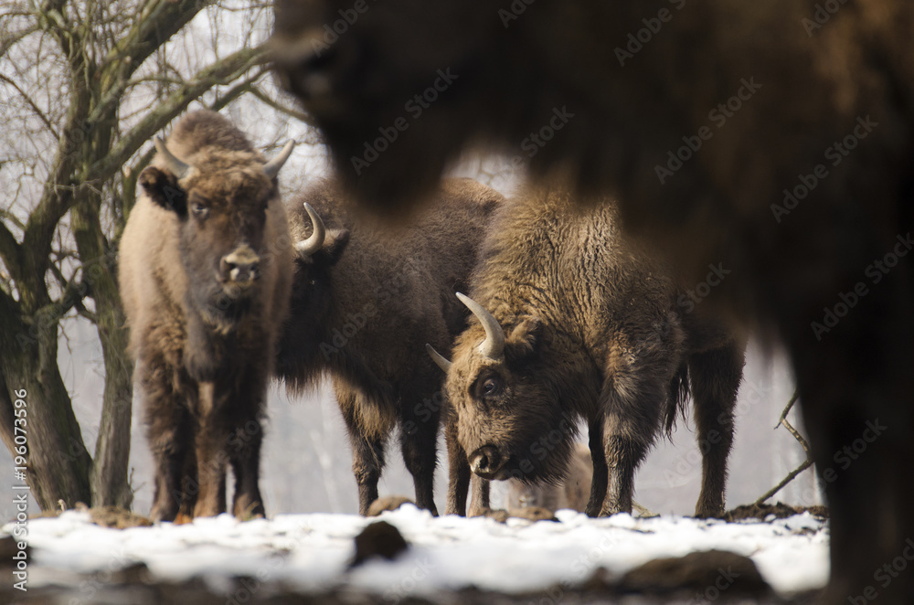 European Bison, Bison bonasus, Visent, herbivore in winter, herd, Slovakia European Bison, Bison bonasus, Visent, herbivore in winter, herd, Slovakia