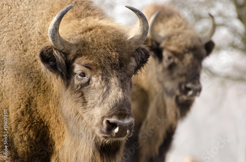 European Bison, Bison bonasus, Visent, herbivore in winter, herd, Slovakia