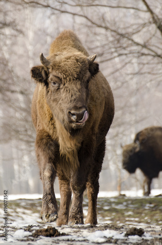 European Bison, Bison bonasus, Visent, herbivore in winter, herd, Slovakia