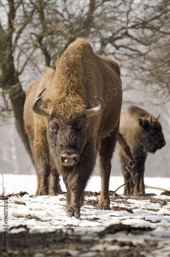 European Bison, Bison bonasus, Visent, herbivore in winter, herd, Slovakia