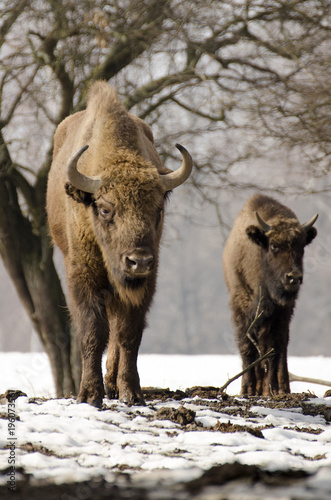 European Bison, Bison bonasus, Visent, herbivore in winter, herd, Slovakia