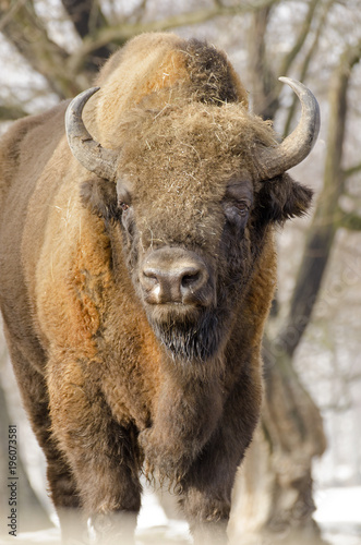 European Bison, Bison bonasus, Visent, herbivore in winter, herd, Slovakia