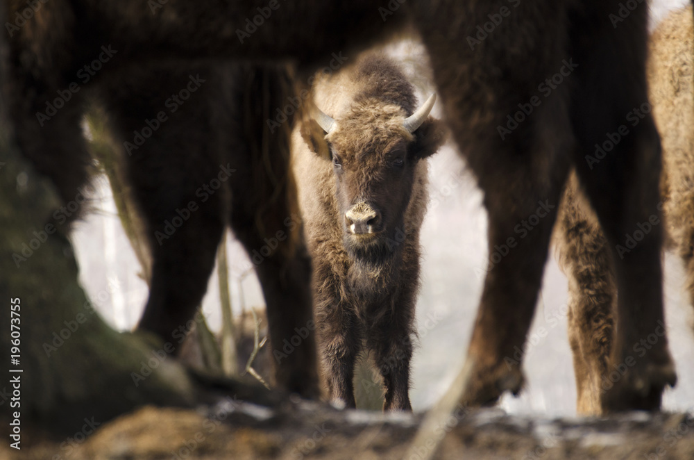 Fototapeta premium European Bison, Bison bonasus, Visent, herbivore in winter, herd, Slovakia