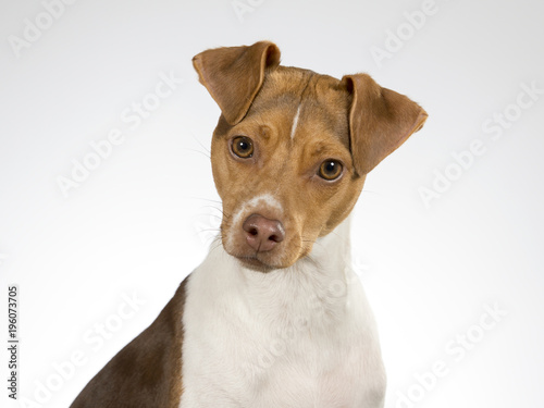 Cute Brazilian terrier portrait. Image taken in a studio.