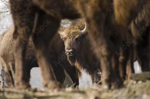 European Bison, Bison bonasus, Visent, herbivore in winter, herd, Slovakia