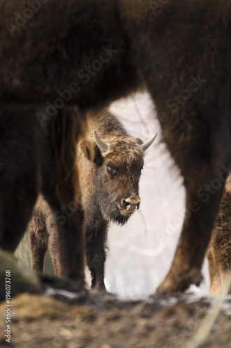 European Bison, Bison bonasus, Visent, herbivore in winter, herd, Slovakia