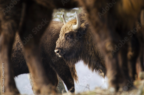 European Bison  Bison bonasus  Visent  herbivore in winter  herd  Slovakia