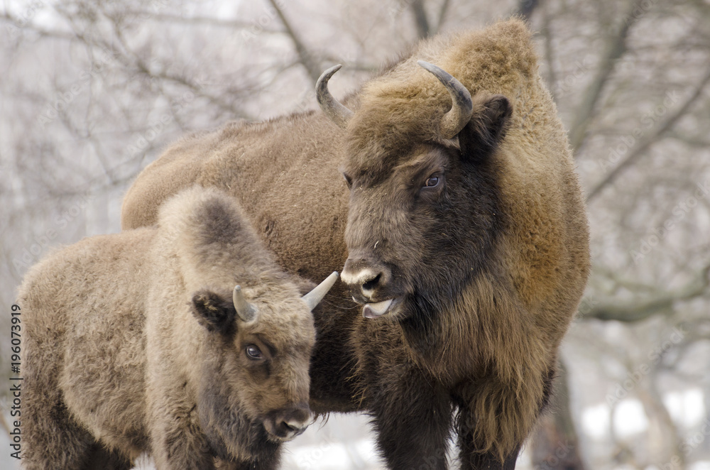 European Bison, Bison bonasus, Visent, herbivore in winter, herd, Slovakia European Bison, Bison bonasus, Visent, herbivore in winter, herd, Slovakia