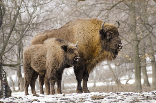 European Bison, Bison bonasus, Visent, herbivore in winter, herd, Slovakia