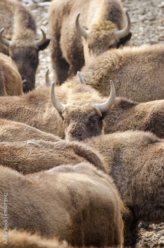 European Bison, Bison bonasus, Visent, herbivore in winter, herd, Slovakia