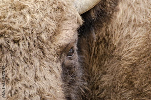 European Bison, Bison bonasus, Visent, herbivore in winter, herd, Slovakia