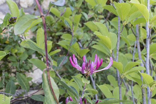 Lonicera purple Flower against blurry background.