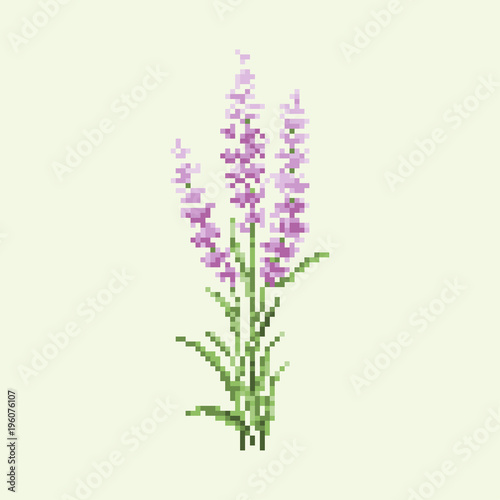 Bunch of lavender flowers