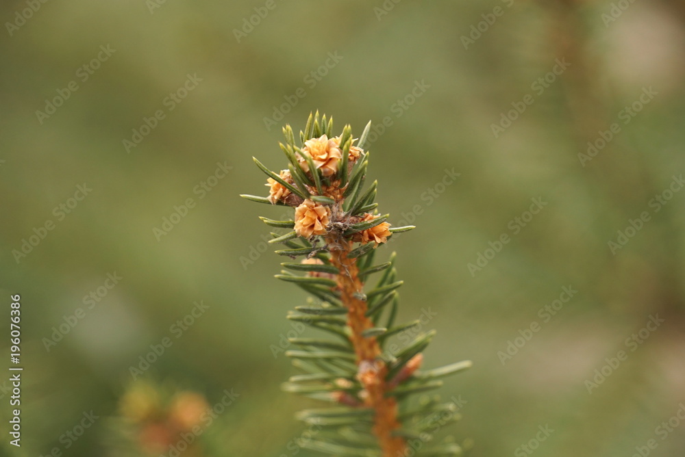 closeup photo of fir branch with buds, springtime closeup photo of fir branch with buds, springtime