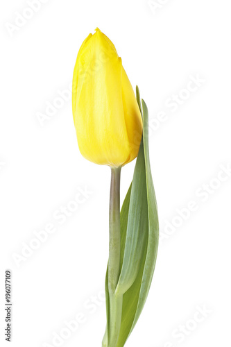 Yellow tulip isolated on a white background