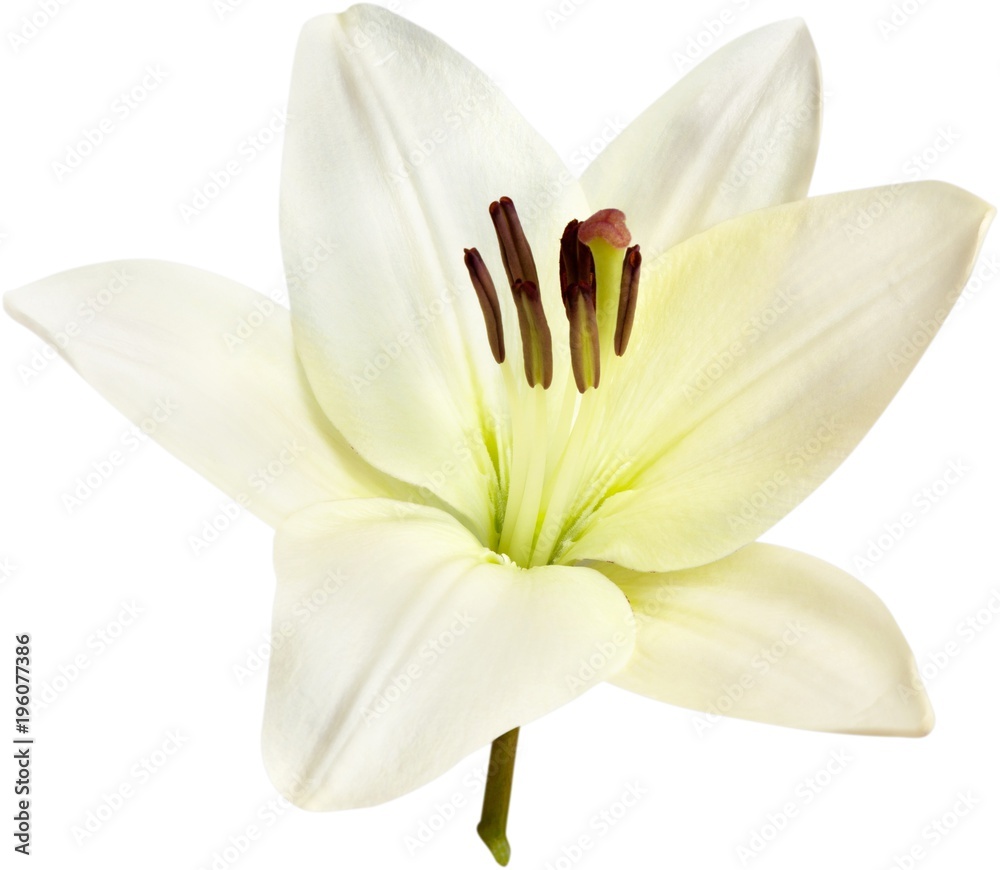 Fototapeta premium white lily flower