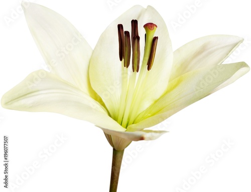 white lily flower