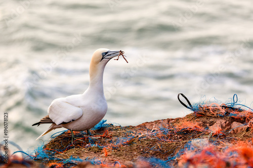 Nothern Gannet nest
