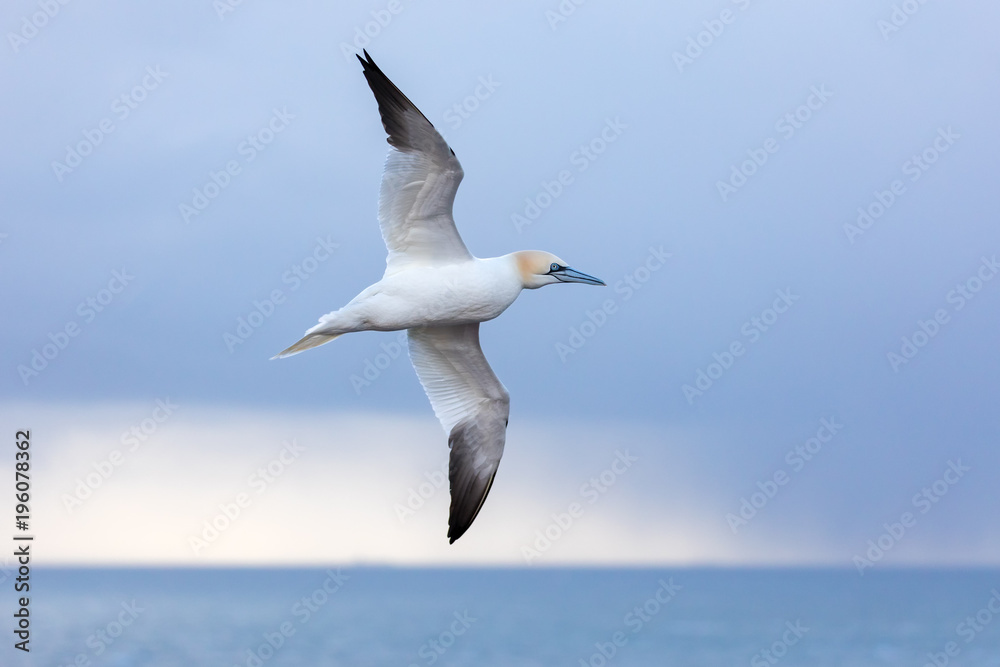 Flying Northern Gannet Flying Northern Gannet