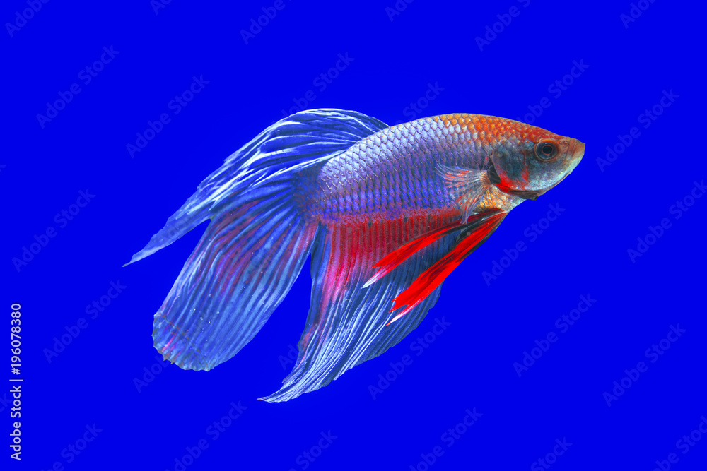 Fototapeta premium Betta fish isolated on blue background