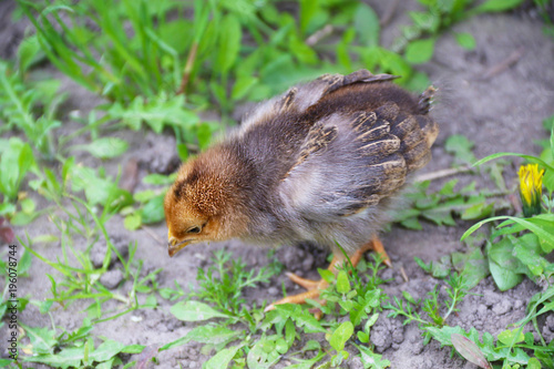 Baby Chicken walk on the grass