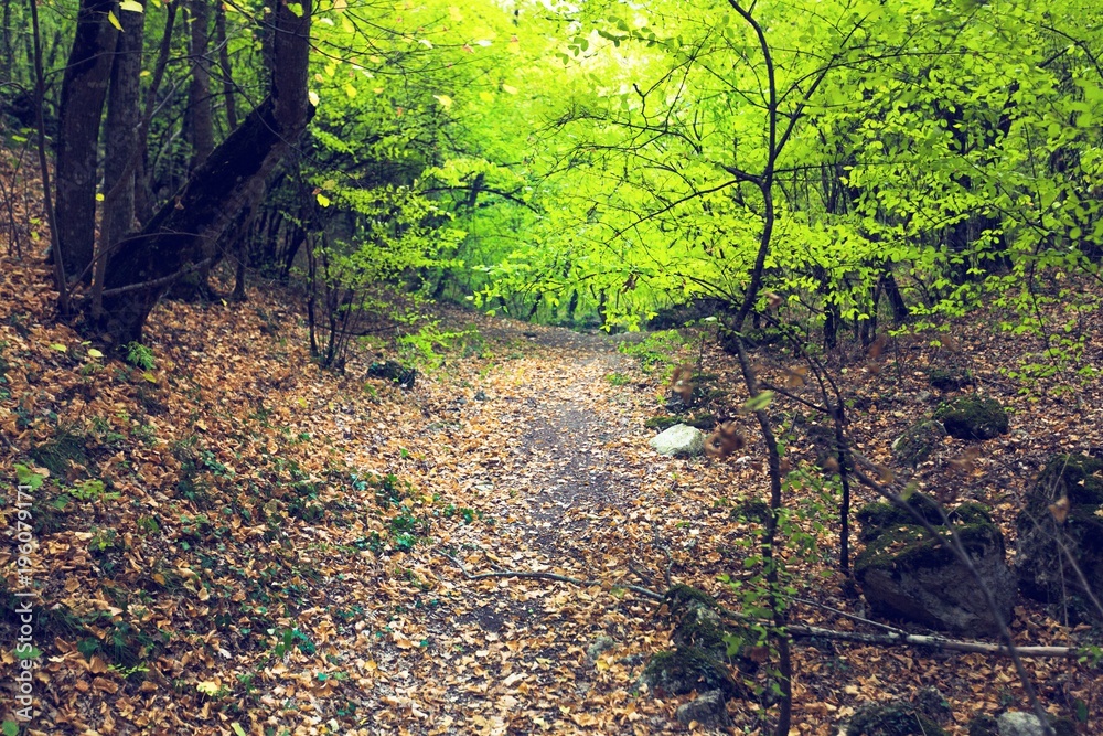 Fototapeta premium Forest.