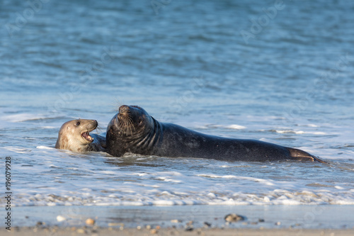 Playing and mating grey seals in the north sea