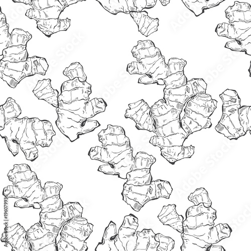 Ginger. Seamless vector pattern on white background. Contour drawing  sketch.