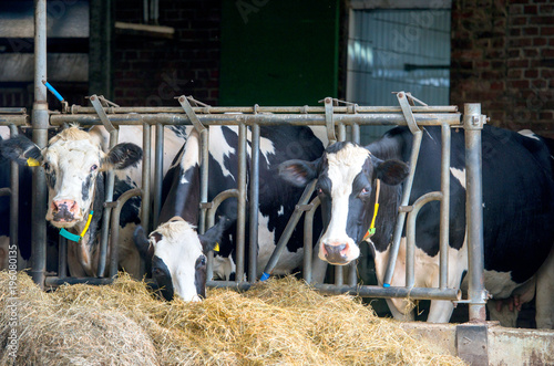 cow farm in Germany