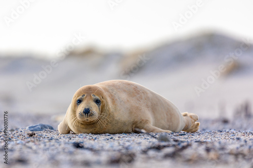 Young seal on stone beach