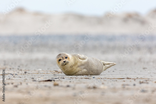 Young seal on the beach of Helgoland