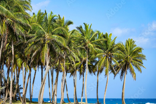 Tropical palms in the Caribbean © Thomas Grau