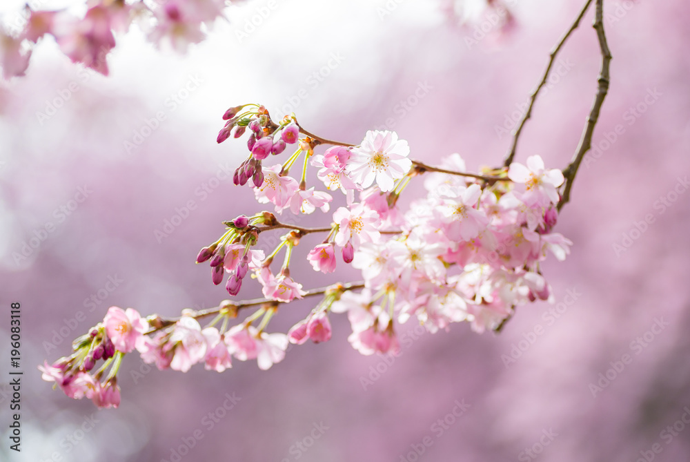 Ast mit blühender japanischer Kirschblüte und Knospen Ast mit blühender japanischer Kirschblüte und Knospen
