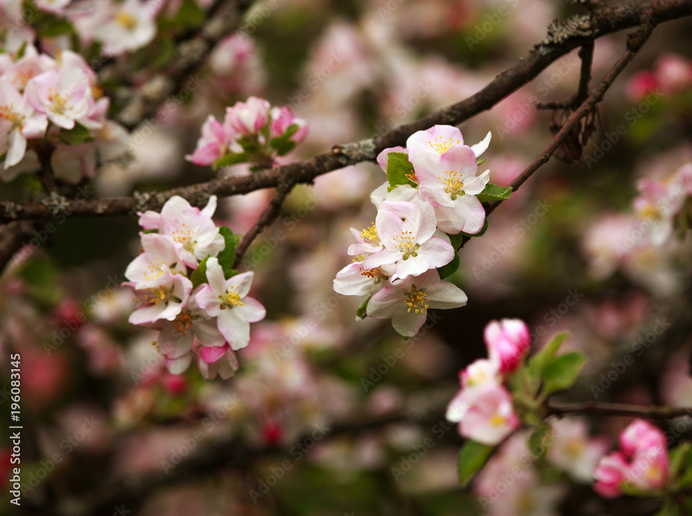 Branches of blooming flowers of fruit trees in spring garden Branches of blooming flowers of fruit trees in spring garden