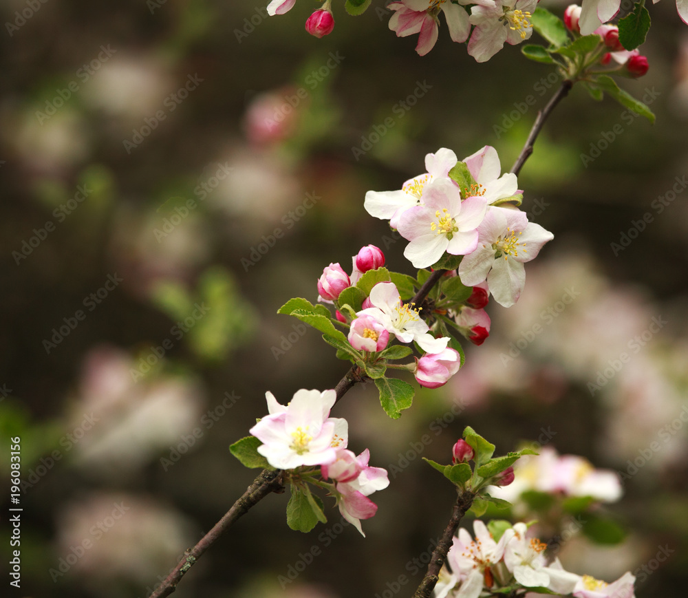 Branches of blooming flowers of fruit trees in spring garden Branches of blooming flowers of fruit trees in spring garden