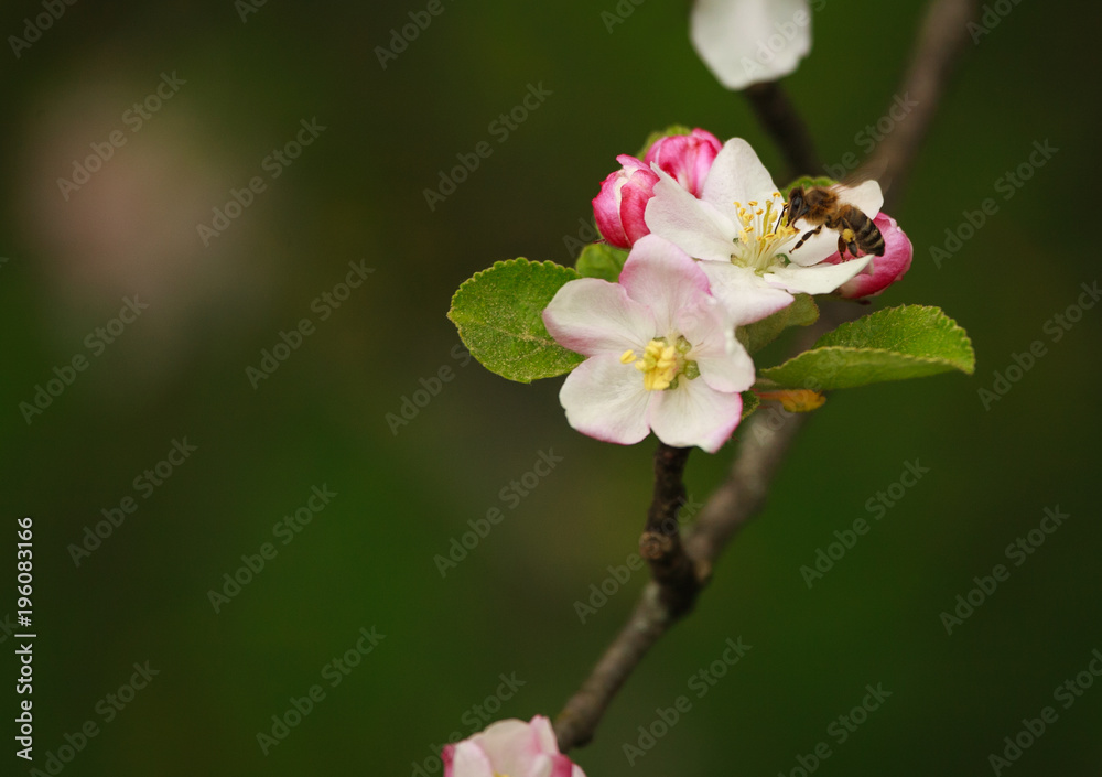 Bee collect honeydew from flowering trees in spring garden Bee collect honeydew from flowering trees in spring garden