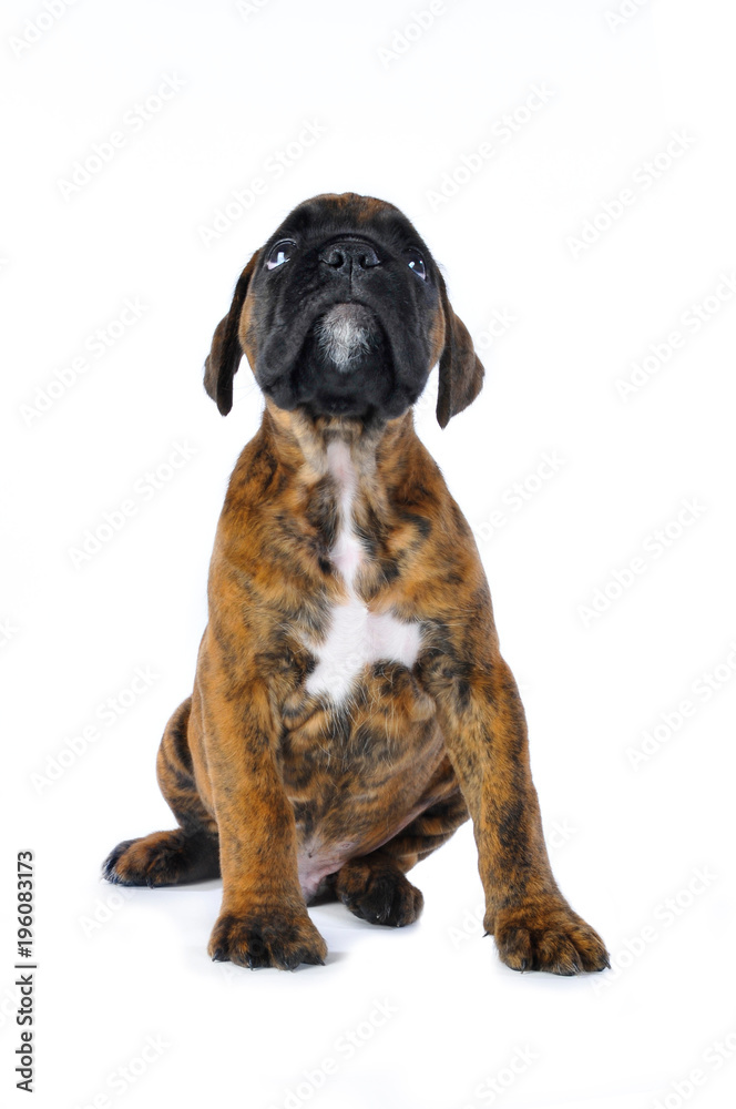 Obraz premium Sitzender Boxerwelpe sieht nach oben isoliert auf weißem Grund