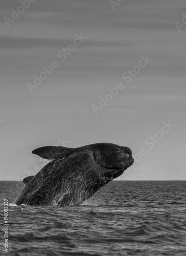 Southern Right Whale Jump, Patagonia, Argentina