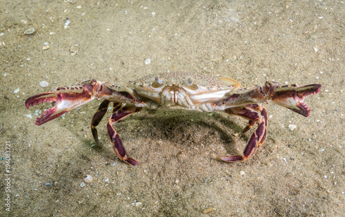 Lady Crab