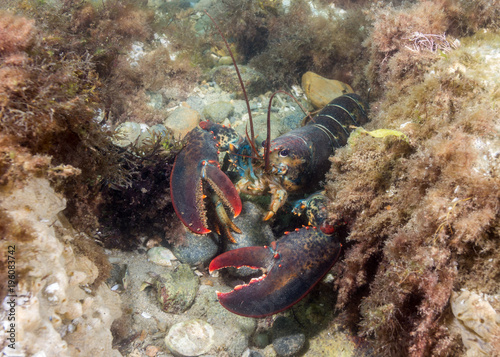 American Lobster Right