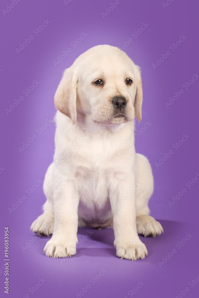 Labradorwelpe auf lila Hintergrund Labradorwelpe auf lila Hintergrund