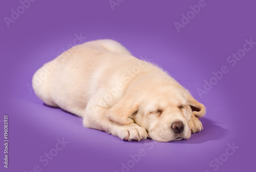 Schlafender Labradorwelpe auf lila Hintergrund © DoraZett