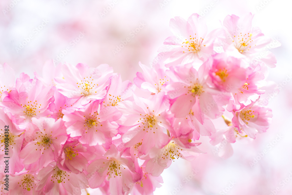 Ast mit blühender japanischer Kirschblüte Ast mit blühender japanischer Kirschblüte